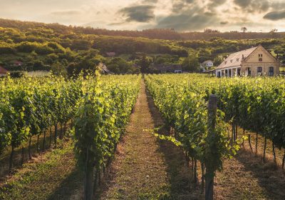 Inflation – La viticulture trinque